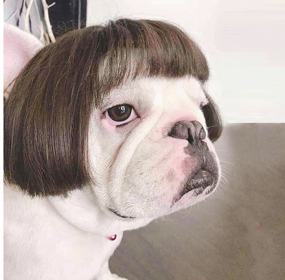 Wig Cosplay Tool for pets